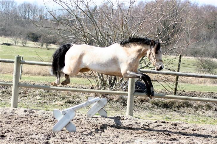 "Hellere lille og vågen end stor og doven!" d. 02.04.2010 billede 12