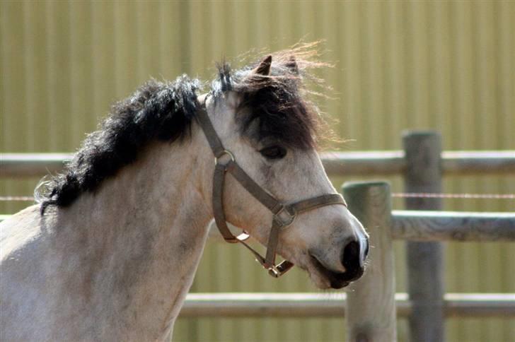 "Hellere lille og vågen end stor og doven!" d. 02.04.2010 billede 13