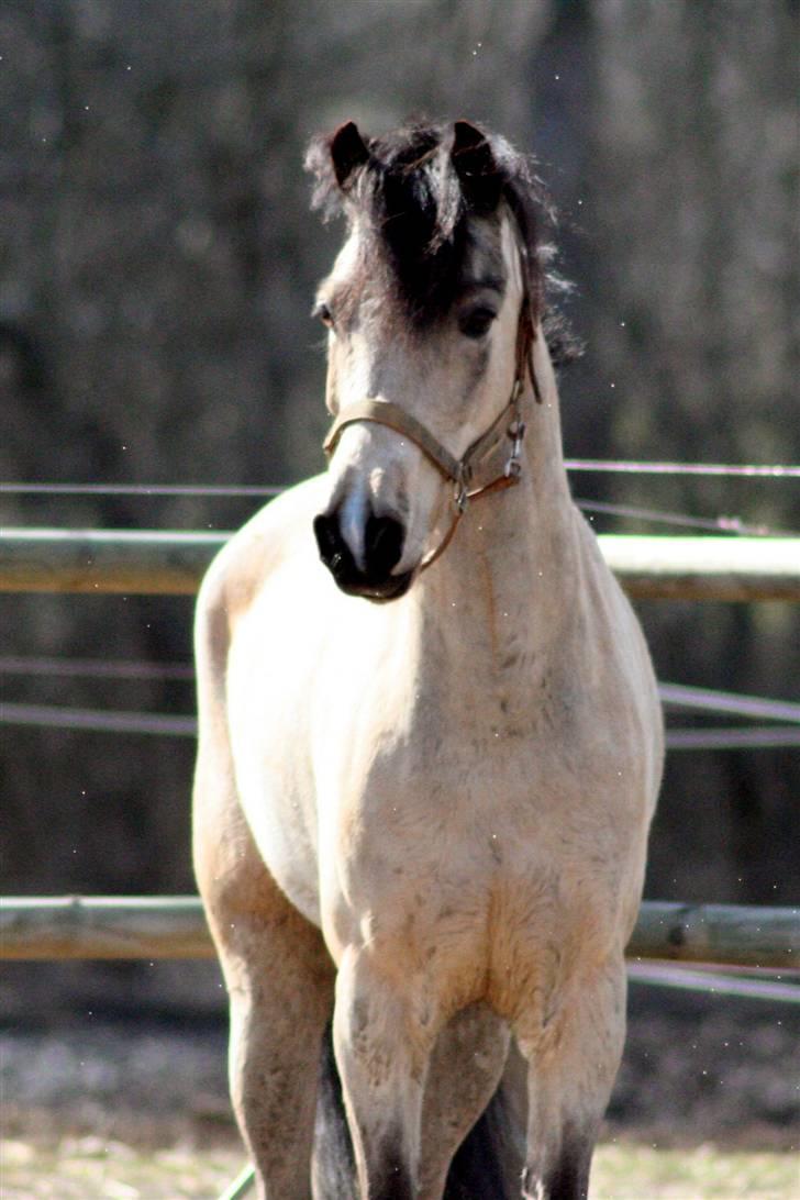 "Hellere lille og vågen end stor og doven!" d. 02.04.2010 billede 14
