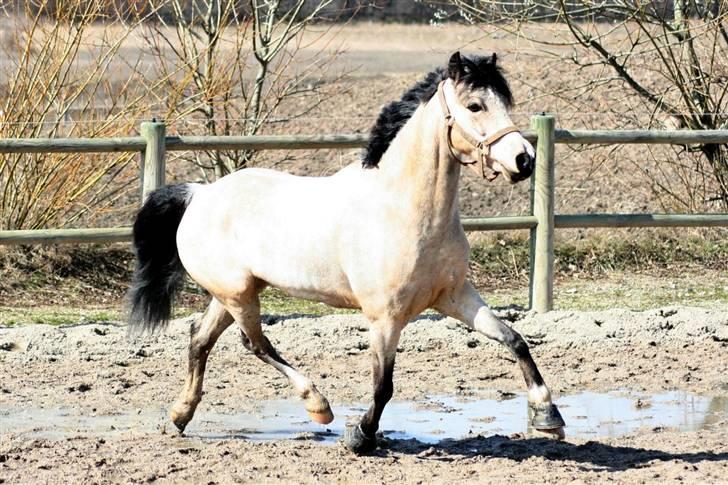 "Hellere lille og vågen end stor og doven!" d. 02.04.2010 billede 15