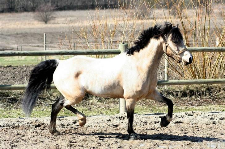 "Hellere lille og vågen end stor og doven!" d. 02.04.2010 billede 16