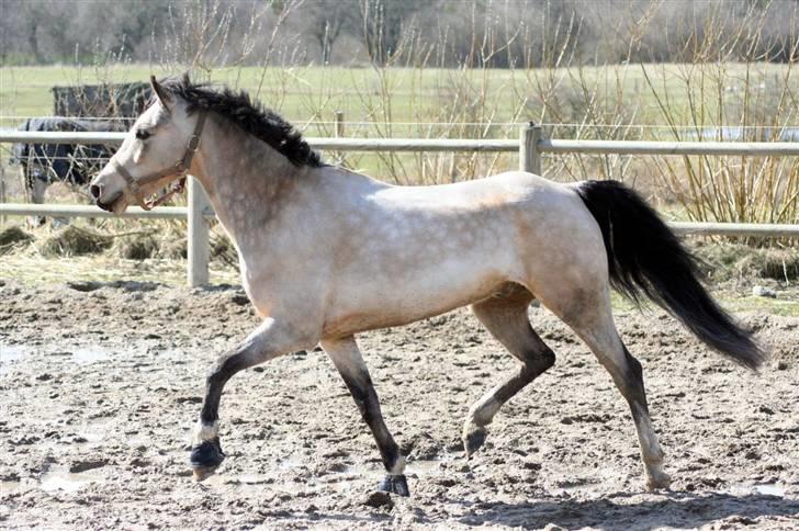 "Hellere lille og vågen end stor og doven!" d. 02.04.2010 billede 17