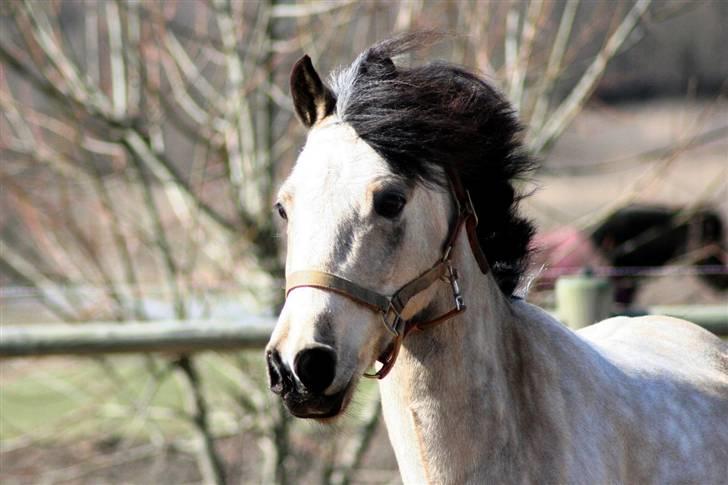 "Hellere lille og vågen end stor og doven!" d. 02.04.2010 billede 18