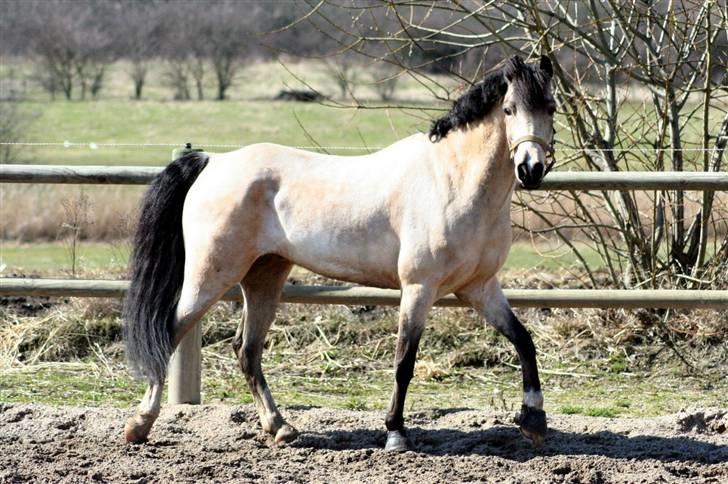 "Hellere lille og vågen end stor og doven!" d. 02.04.2010 billede 19