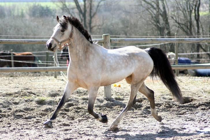 "Hellere lille og vågen end stor og doven!" d. 02.04.2010 billede 20