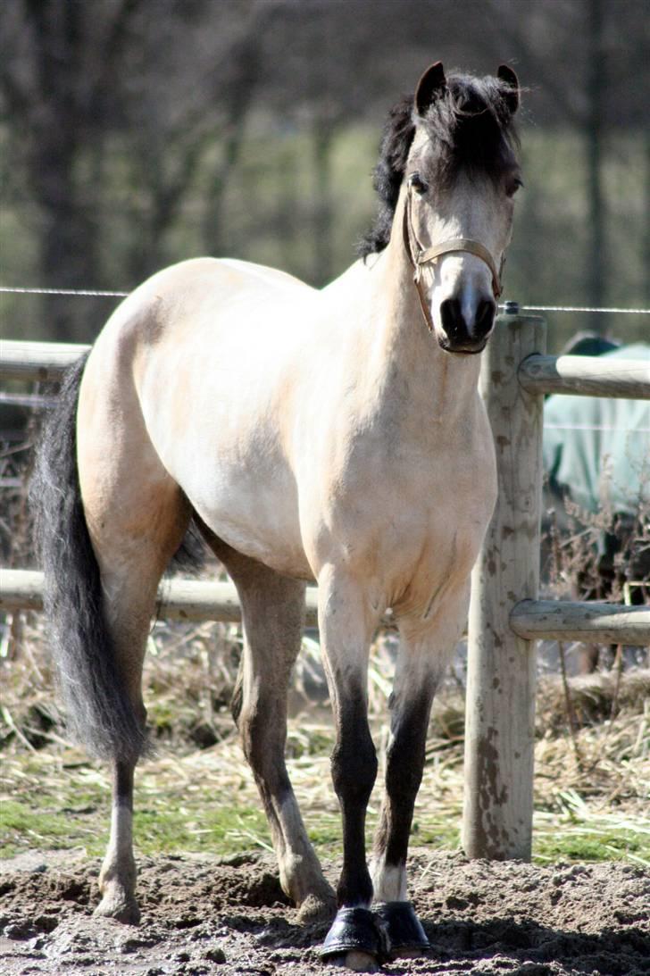 "Hellere lille og vågen end stor og doven!" d. 02.04.2010 billede 21