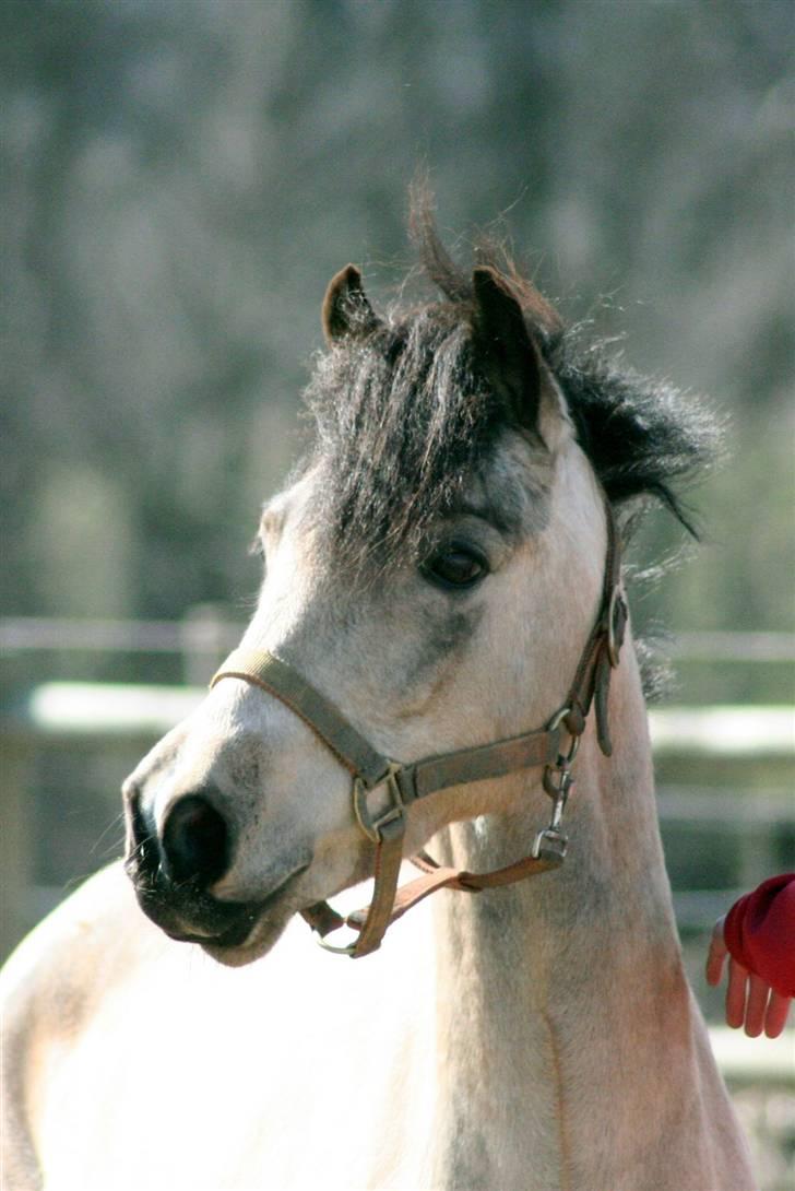 "Hellere lille og vågen end stor og doven!" d. 02.04.2010 billede 22