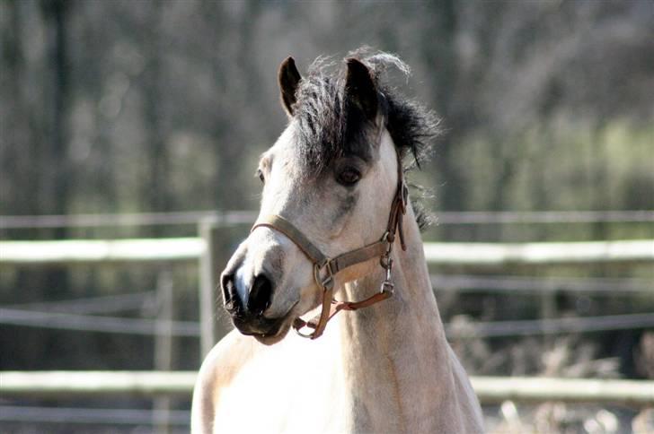 "Hellere lille og vågen end stor og doven!" d. 02.04.2010 billede 23