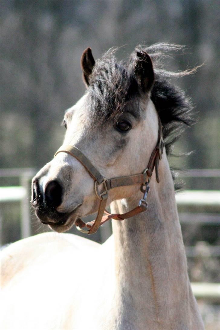 "Hellere lille og vågen end stor og doven!" d. 02.04.2010 billede 24