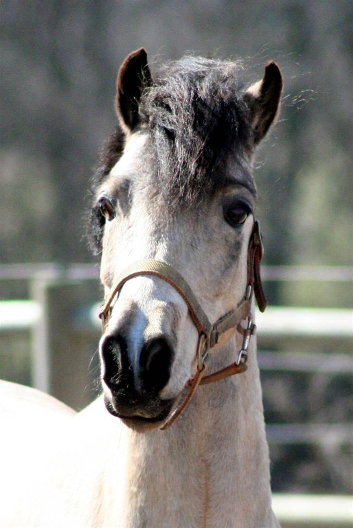 "Hellere lille og vågen end stor og doven!" d. 02.04.2010 billede 25
