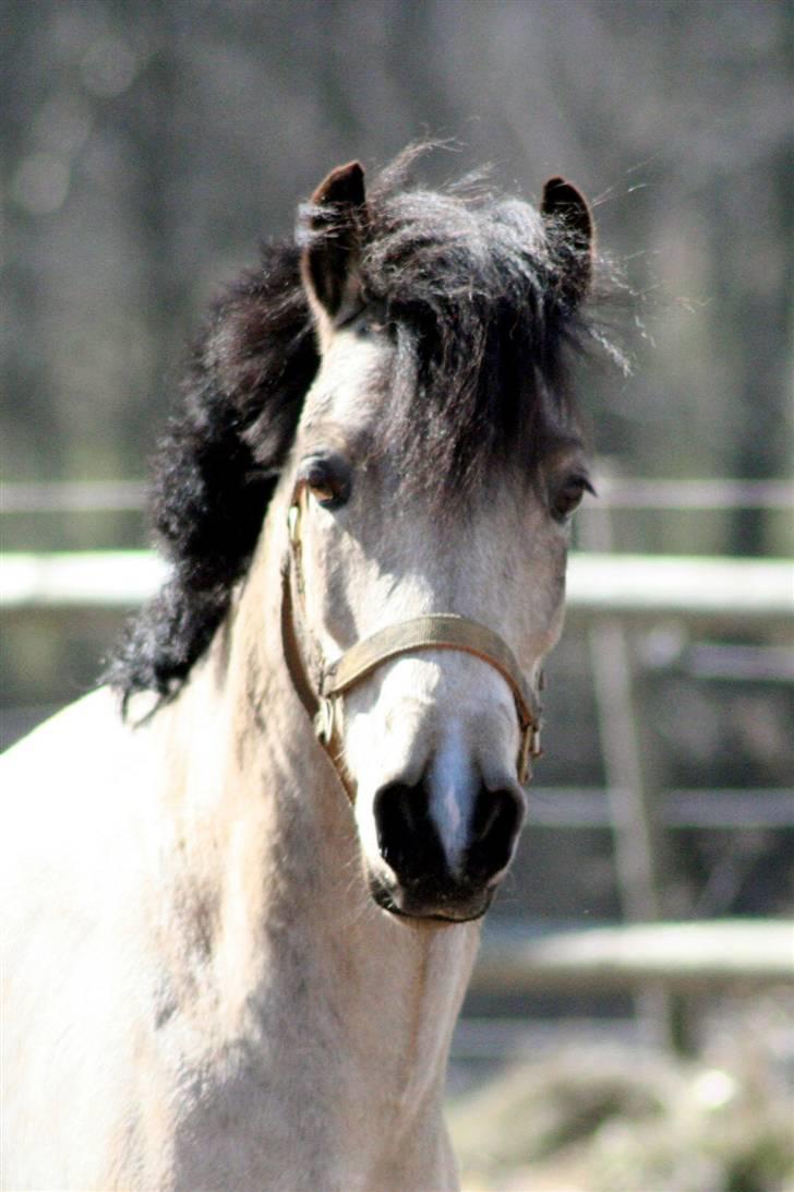 "Hellere lille og vågen end stor og doven!" d. 02.04.2010 billede 26