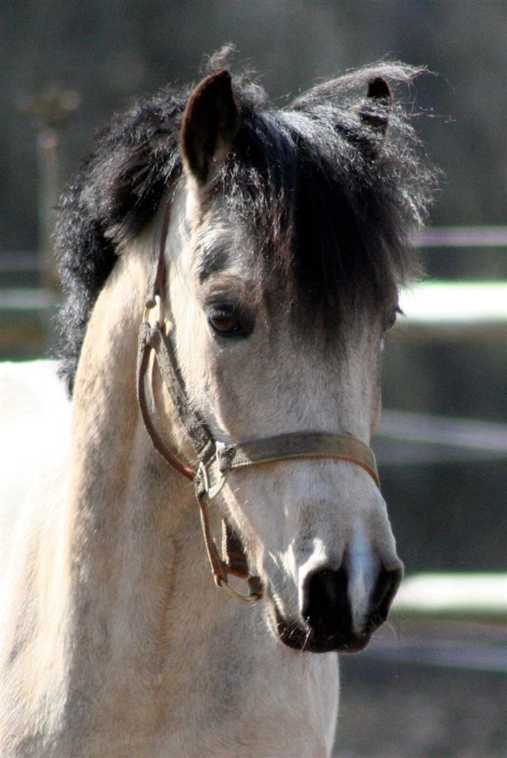 "Hellere lille og vågen end stor og doven!" d. 02.04.2010 billede 27