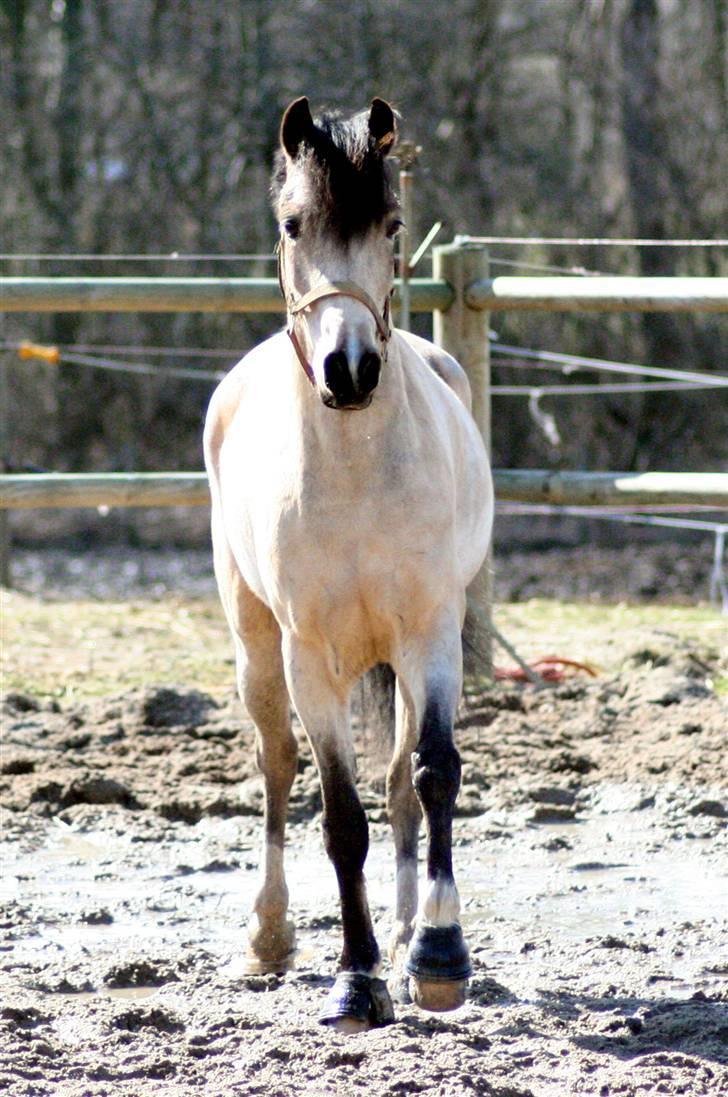 "Hellere lille og vågen end stor og doven!" d. 02.04.2010 billede 28