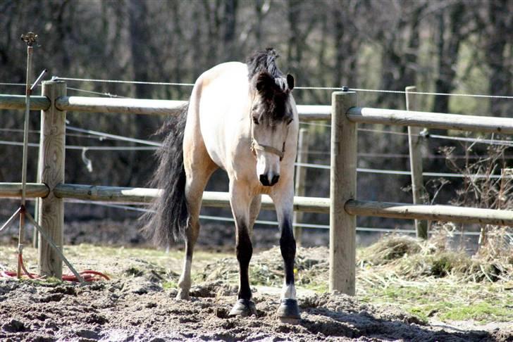 "Hellere lille og vågen end stor og doven!" d. 02.04.2010 billede 29