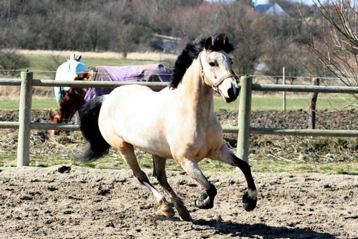 "Hellere lille og vågen end stor og doven!" d. 02.04.2010 billede 30