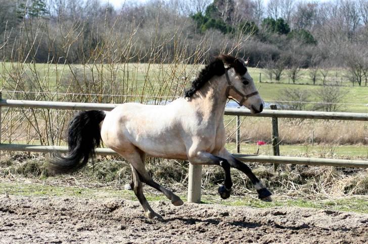 "Hellere lille og vågen end stor og doven!" d. 02.04.2010 billede 31