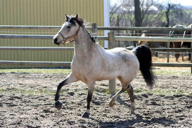 "Hellere lille og vågen end stor og doven!" d. 02.04.2010 billede 32