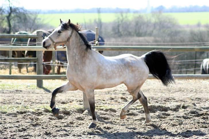 "Hellere lille og vågen end stor og doven!" d. 02.04.2010 billede 33