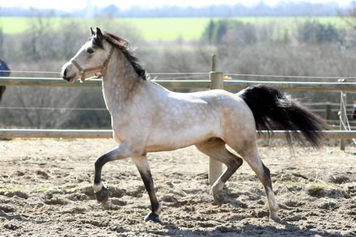 "Hellere lille og vågen end stor og doven!" d. 02.04.2010 billede 34