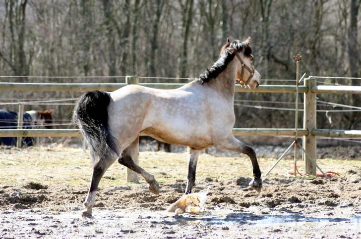 "Hellere lille og vågen end stor og doven!" d. 02.04.2010 billede 35