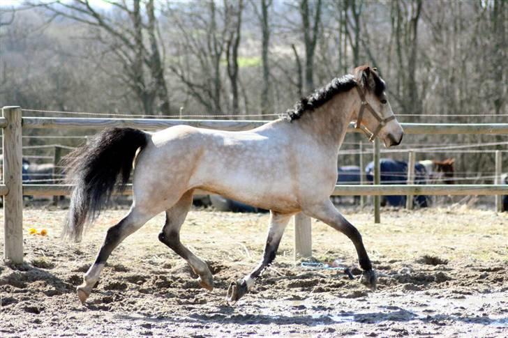 "Hellere lille og vågen end stor og doven!" d. 02.04.2010 billede 36