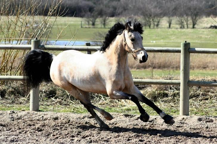 "Hellere lille og vågen end stor og doven!" d. 02.04.2010 billede 37