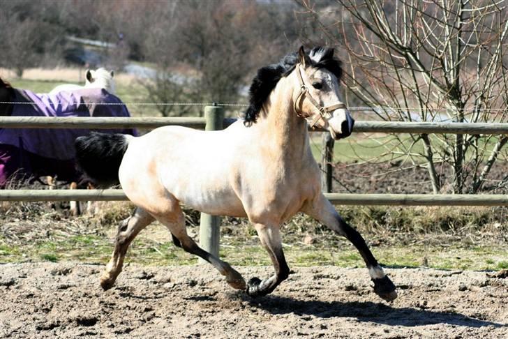 "Hellere lille og vågen end stor og doven!" d. 02.04.2010 billede 38