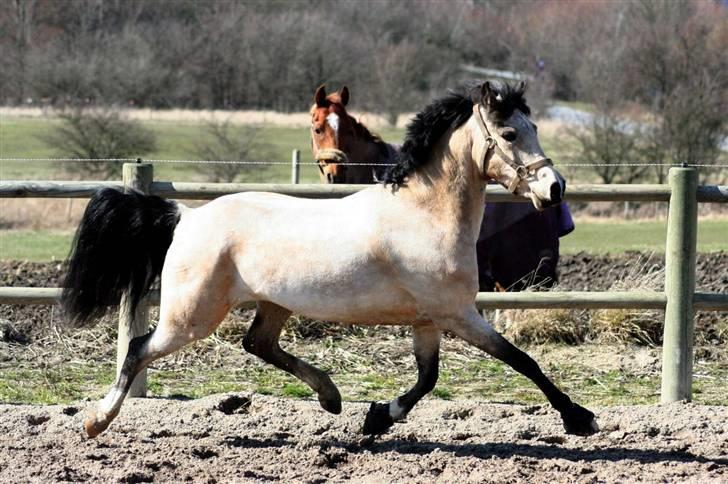 "Hellere lille og vågen end stor og doven!" d. 02.04.2010 billede 39