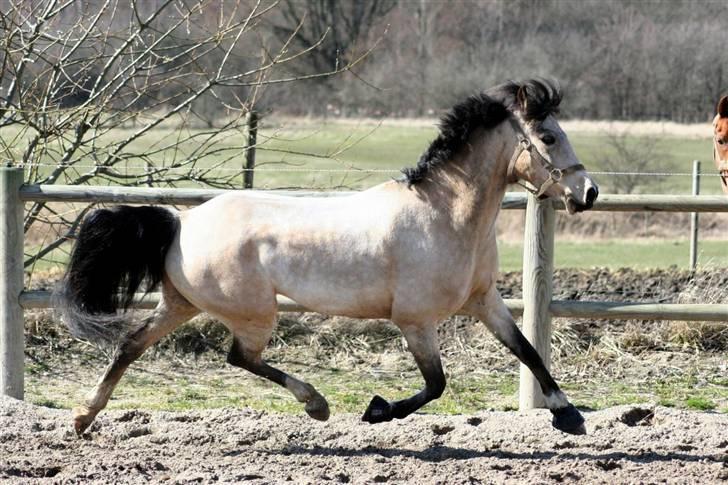 "Hellere lille og vågen end stor og doven!" d. 02.04.2010 billede 40