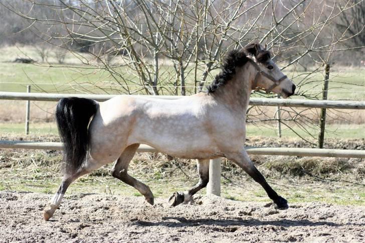 "Hellere lille og vågen end stor og doven!" d. 02.04.2010 billede 41