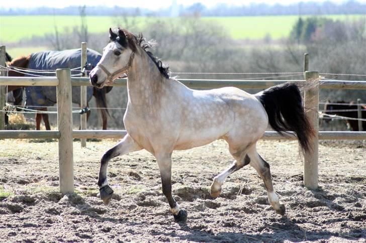 "Hellere lille og vågen end stor og doven!" d. 02.04.2010 billede 42