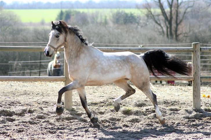 "Hellere lille og vågen end stor og doven!" d. 02.04.2010 billede 43