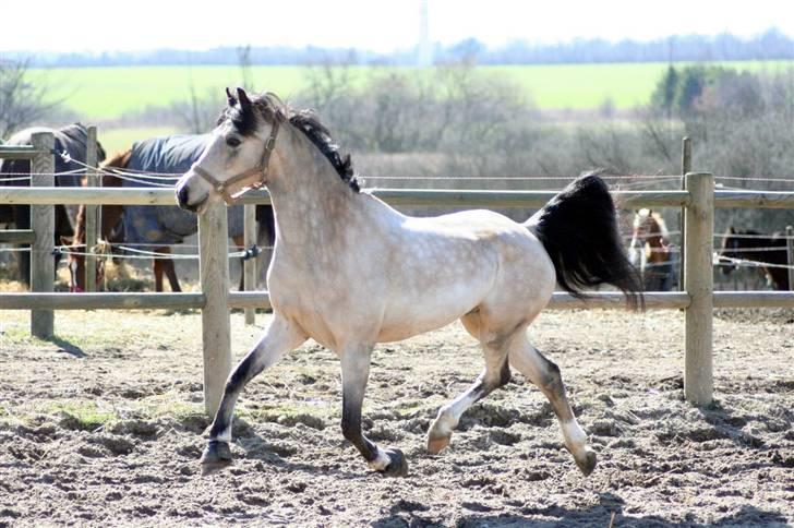 "Hellere lille og vågen end stor og doven!" d. 02.04.2010 billede 44