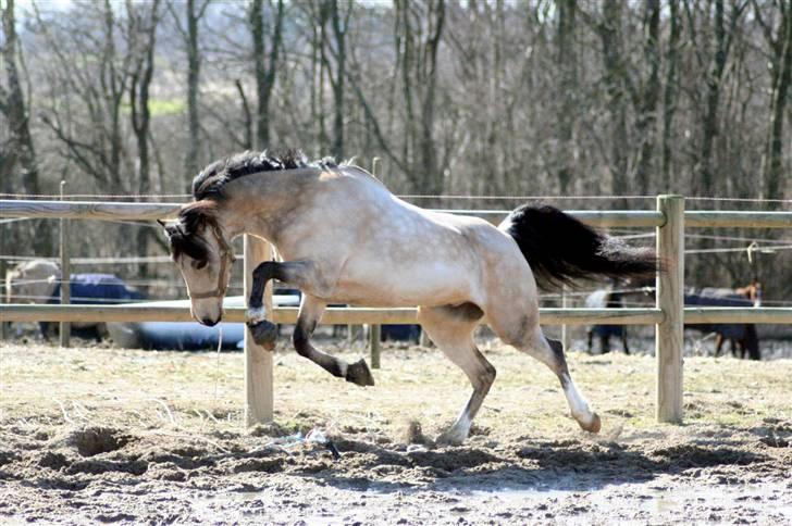 "Hellere lille og vågen end stor og doven!" d. 02.04.2010 billede 45