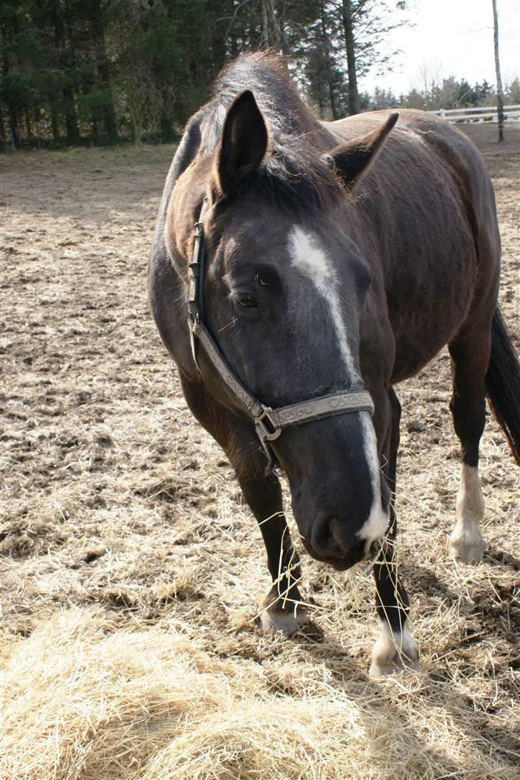 Black Magic - D. 3.april 2010 billede 25