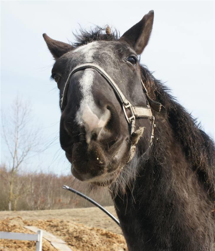 Black Magic - Kamel
d. 3.april 2010 billede 36