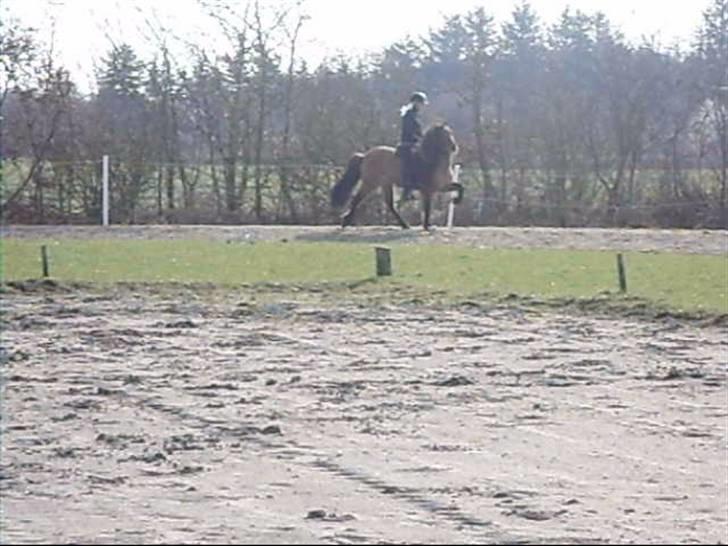 Hektor frá Litlu-Sandvík billede 31