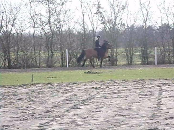 Hektor frá Litlu-Sandvík billede 32