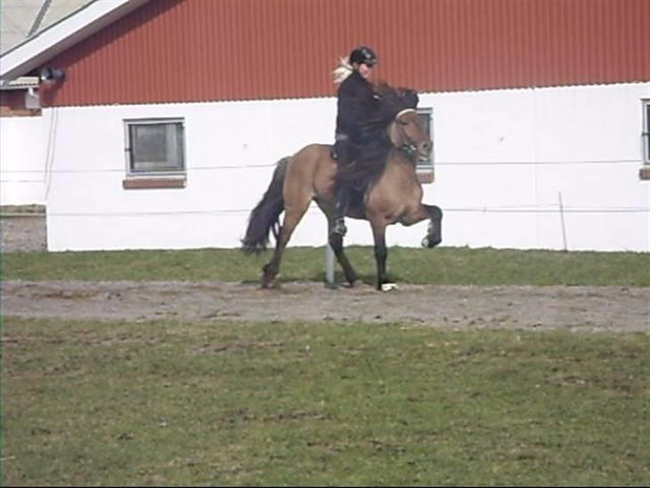 Hektor frá Litlu-Sandvík billede 33