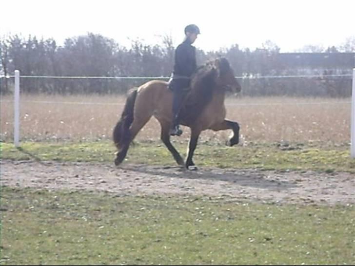 Hektor frá Litlu-Sandvík billede 35