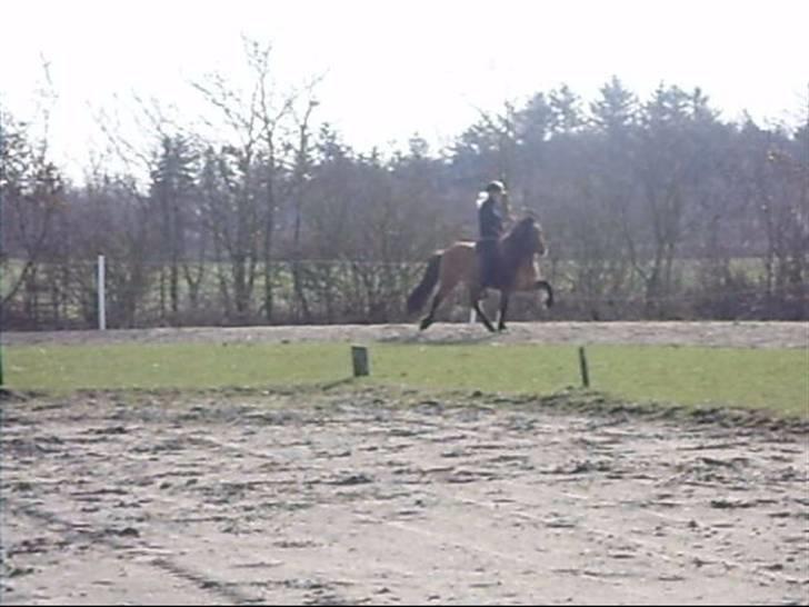 Hektor frá Litlu-Sandvík billede 38