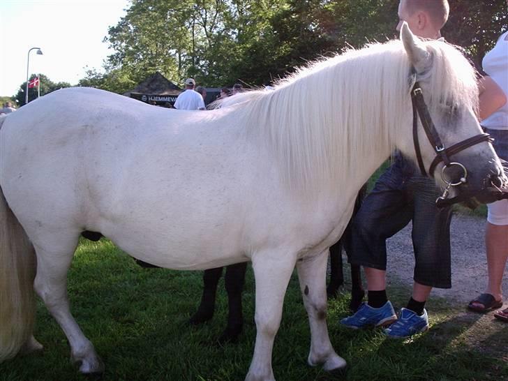 Alle de søde dyr - Min lillebrors shetter Yvette billede 1