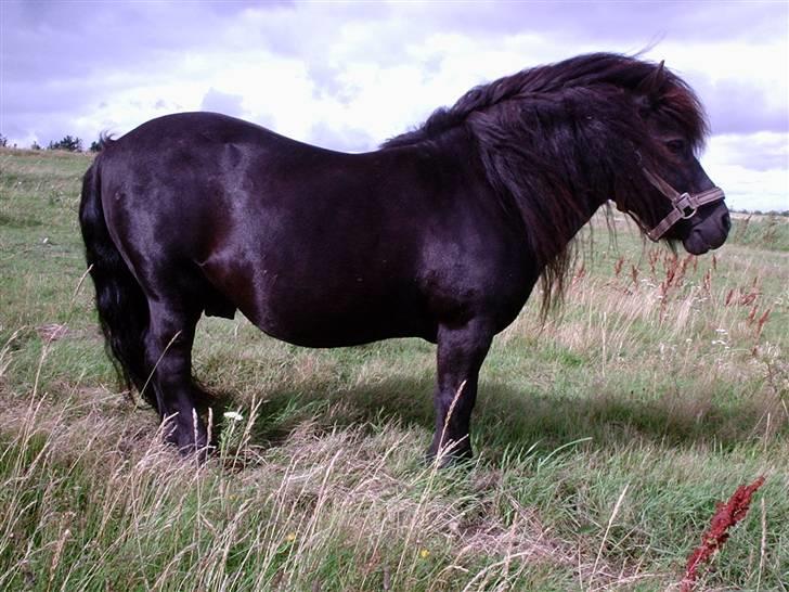 Alle de søde dyr - Absalon
 billede 2