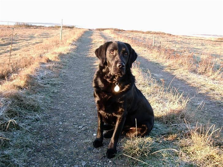 Alle de søde dyr - Vores hund Bamse billede 4