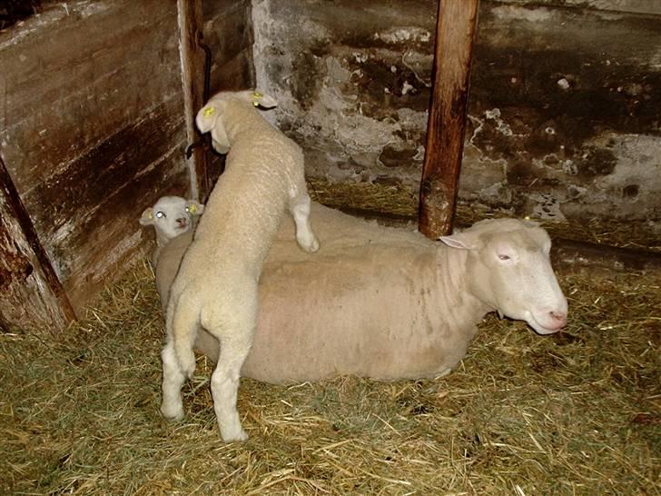 Alle de søde dyr - Fåret Mette der lige har fået lam billede 5