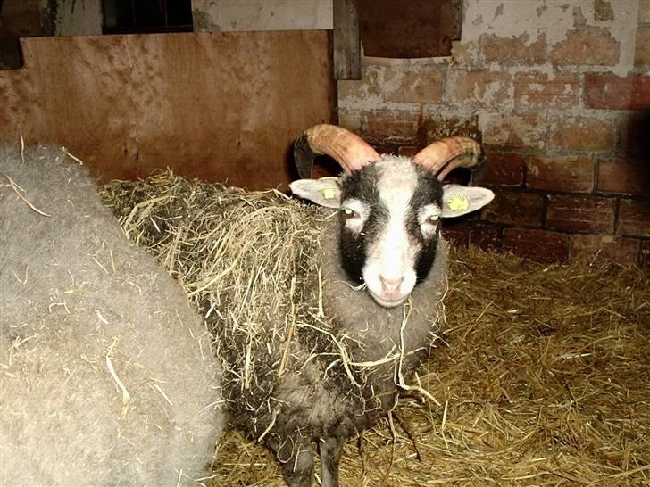 Alle de søde dyr - Mit får der hedder lille billede 6