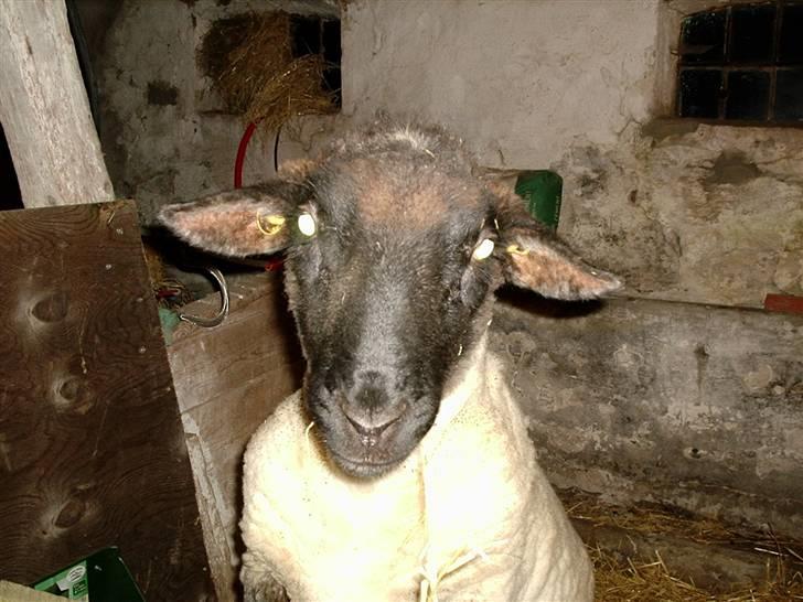 Alle de søde dyr - Vores vædder Gunder billede 7