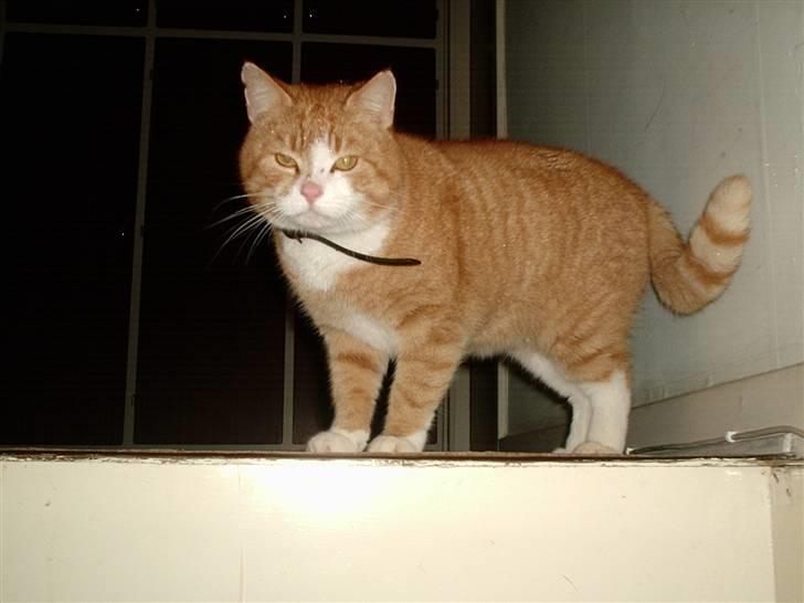 Alle de søde dyr - Min kat Garfild billede 8