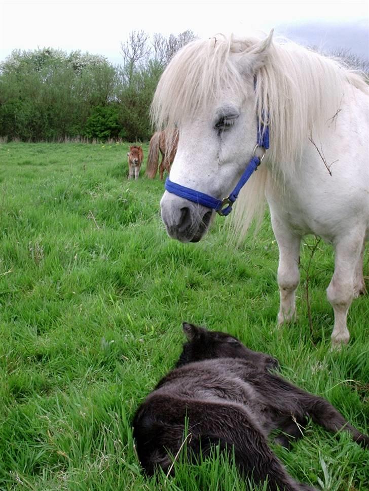 Alle de søde dyr - Yvette der lige har fået føl billede 9