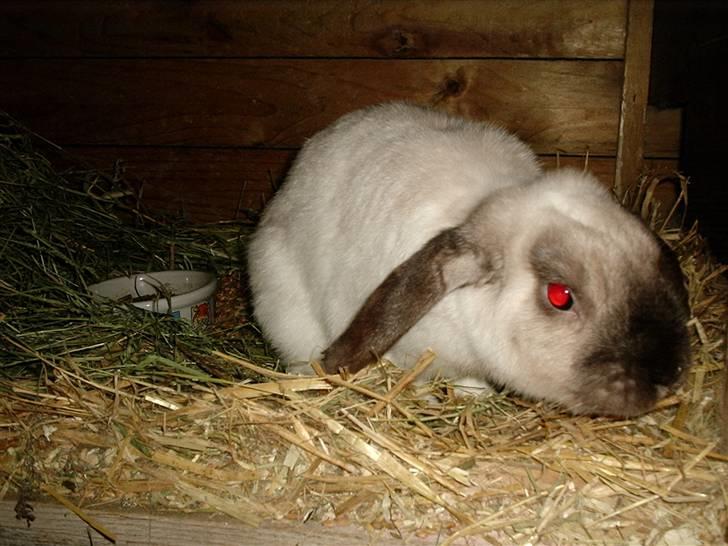 Alle de søde dyr - Min kanin billede 10